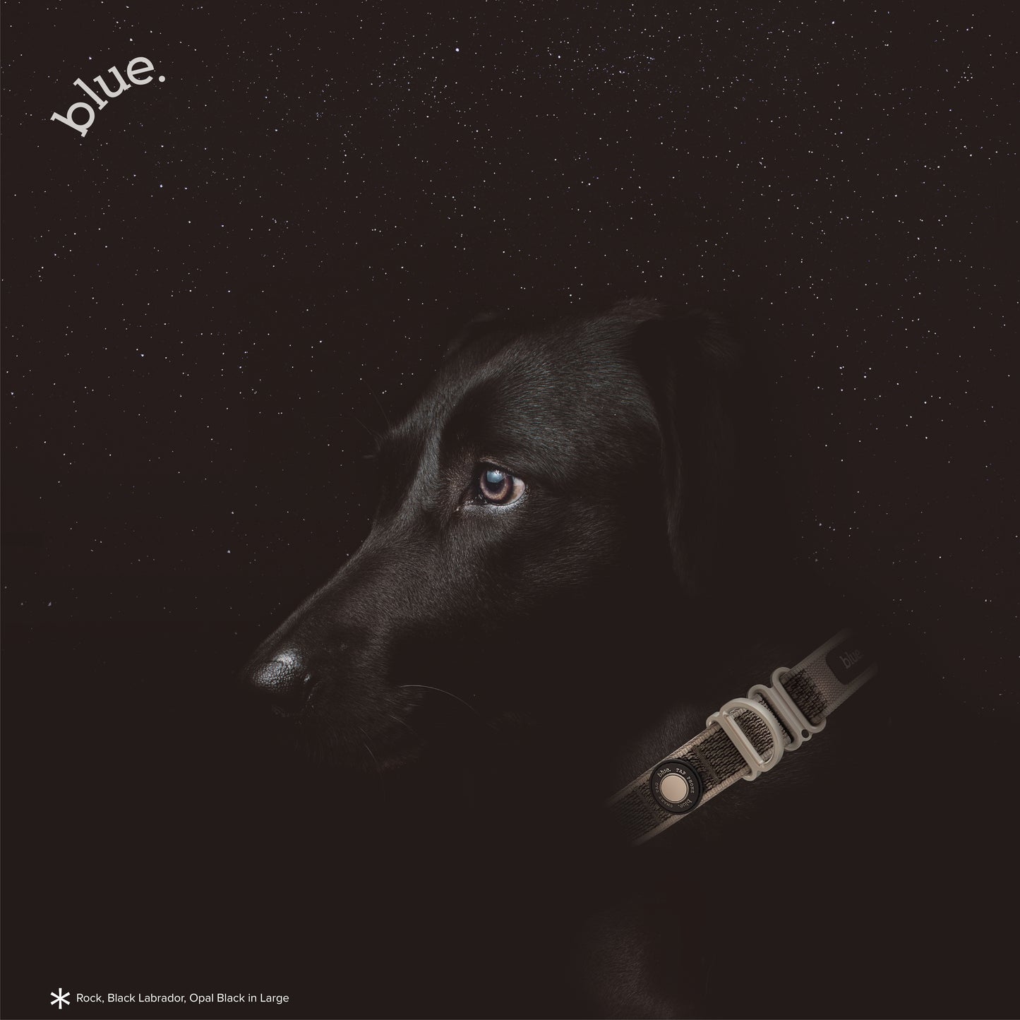 Premium Dog Collar by Blue.