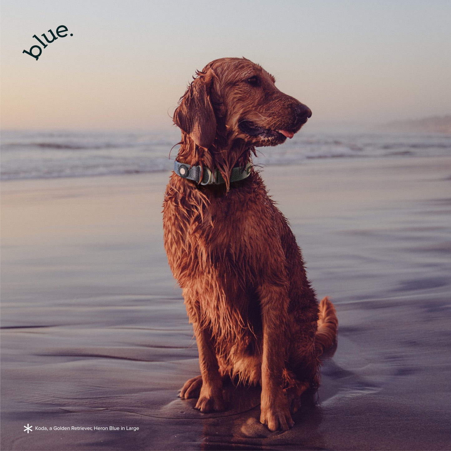 Premium Dog Collar by Blue.