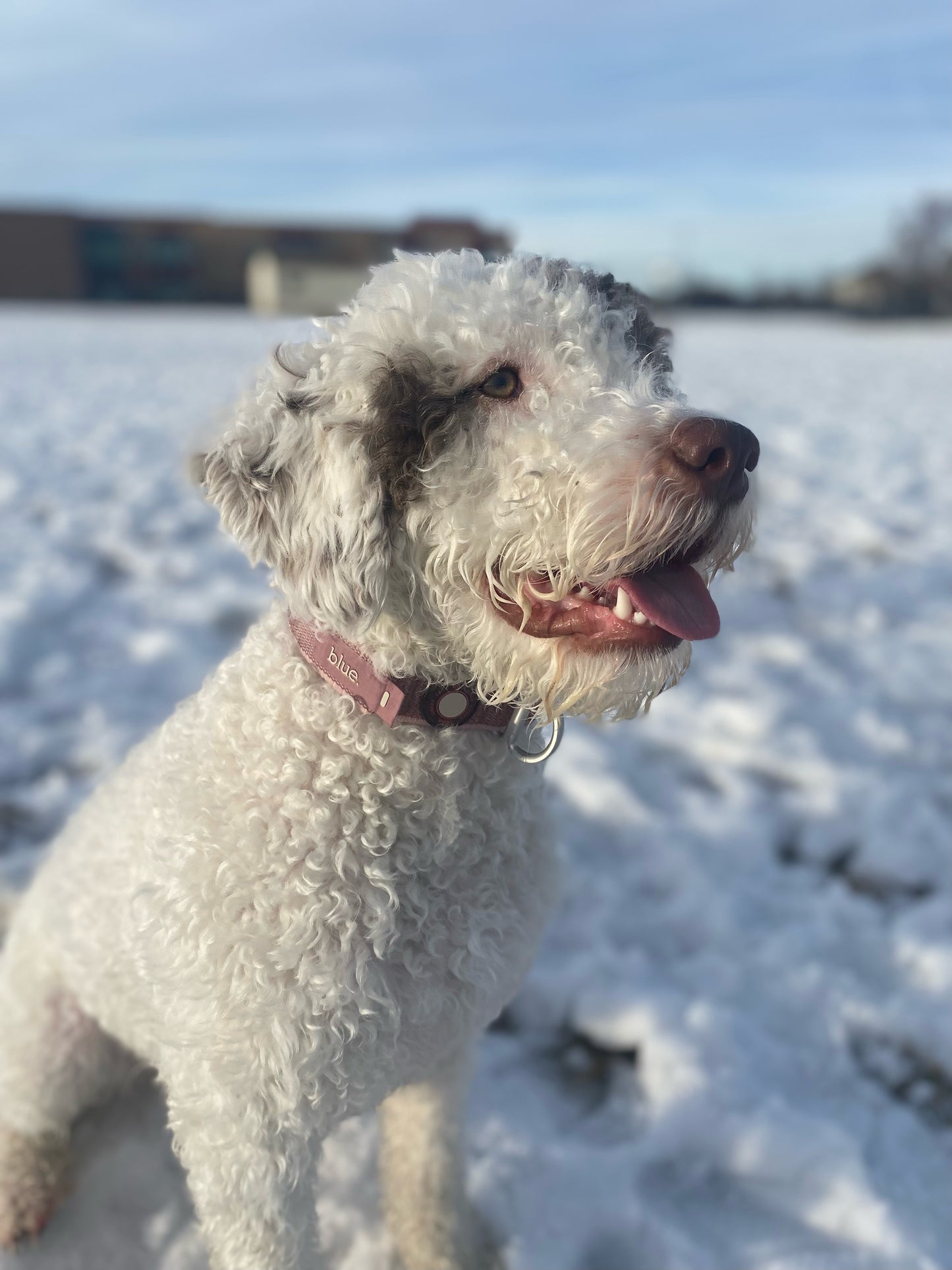 Premium Dog Collar by Blue.