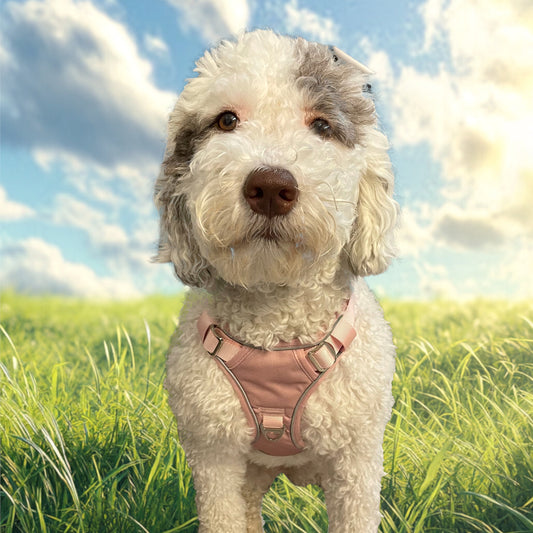 Dog Harness by Blue.