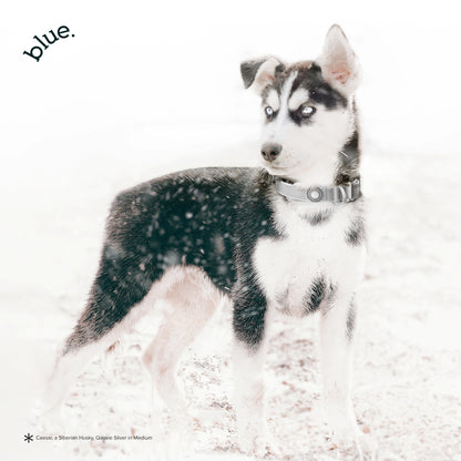 Premium Dog Collar by Blue.