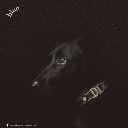 Premium Dog Collar by Blue.