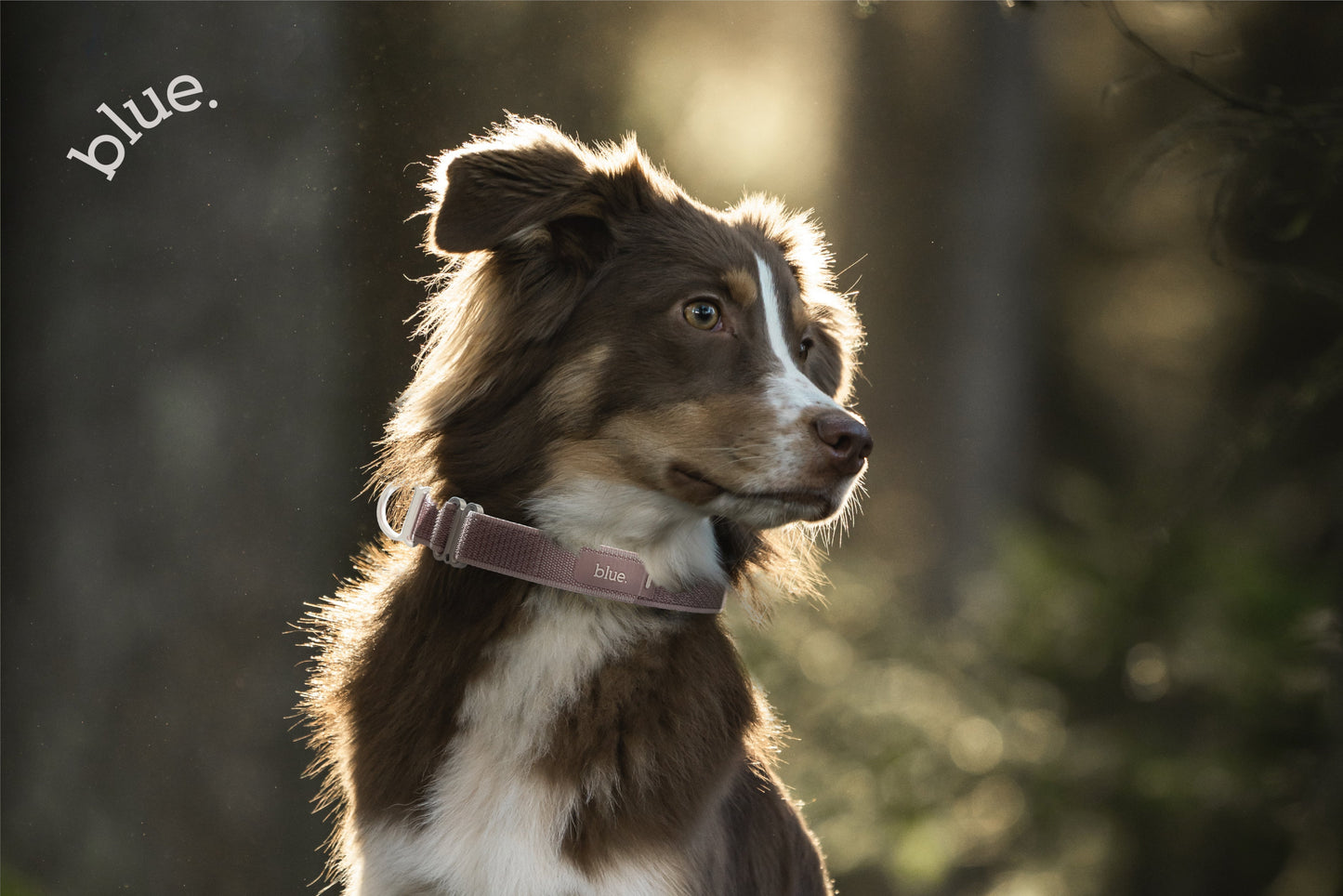 Premium Dog Collar by Blue.